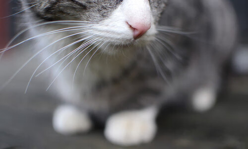 王者之乡的双面神迹，阿克伦之子如何主宰东决攻防转换的呼吸节奏