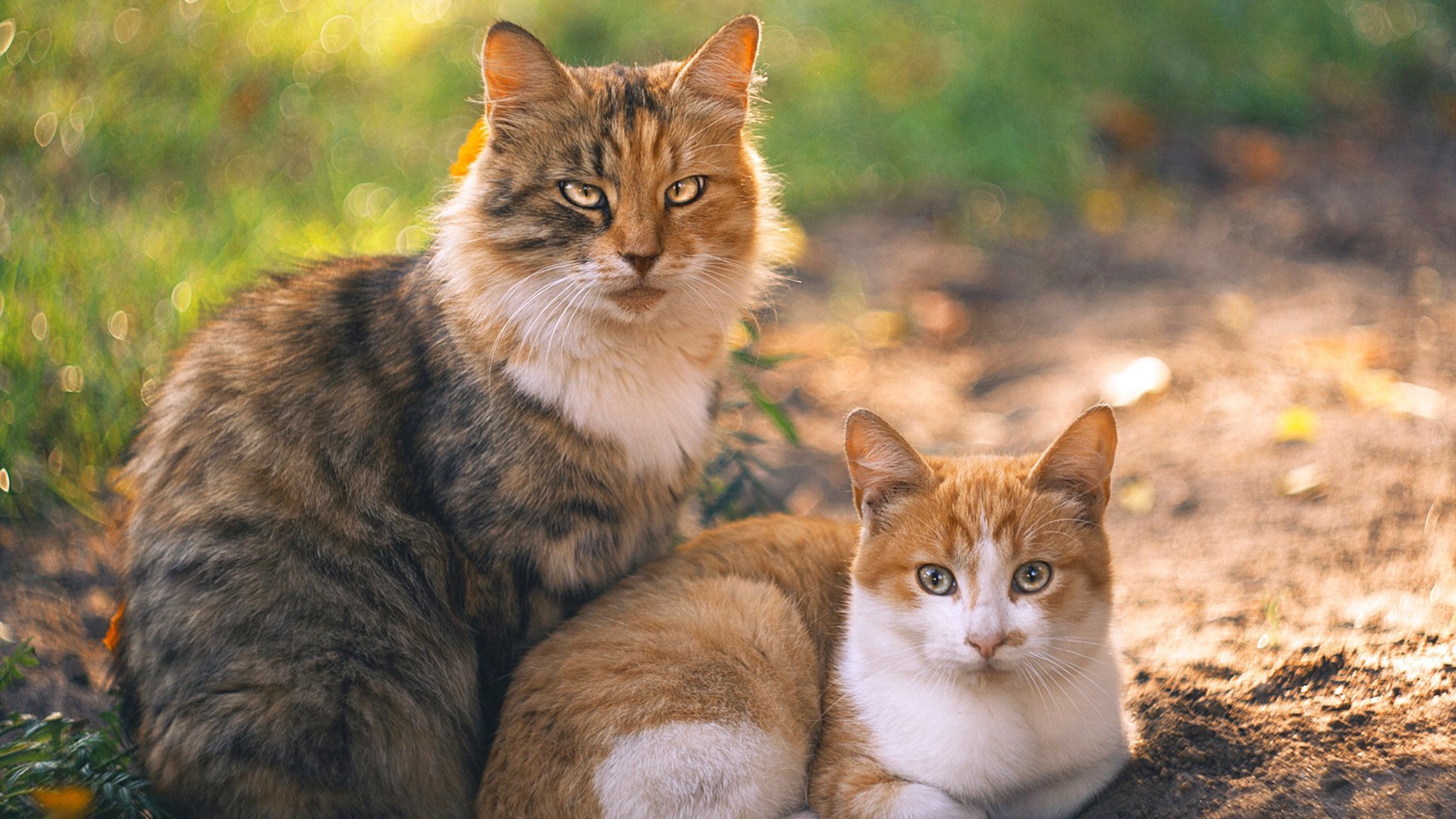 开云体育官网-东欧铁骑对决！波兰钢铁防线血拼乌克兰核弹头精神，世界杯提前上演的硝烟