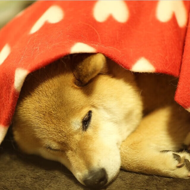 意甲焦点战与葡萄牙豪取胜利，足球双线战场深度解析